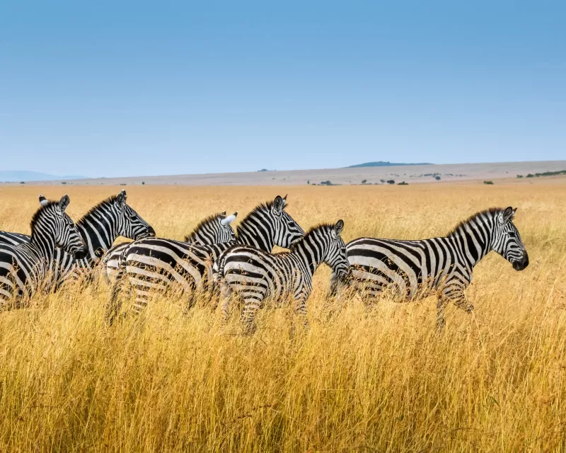 5-Day Amazing Chebera Churchura Wildlife Tour Adventure gallery image