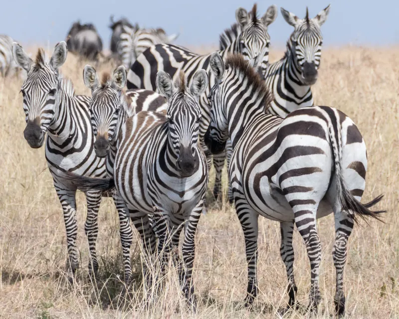 2-Day Masai Mara Game Reserve Mid-Range Air Package - Kenya tours gallery image