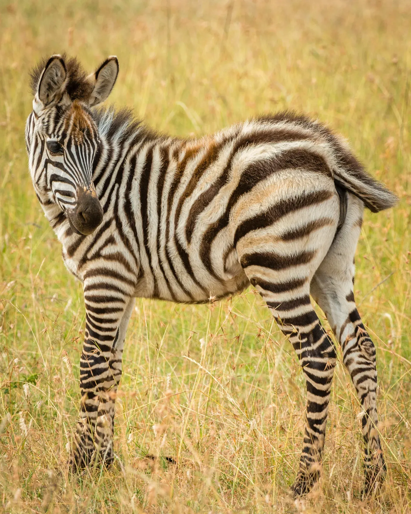 1-Day Masai Mara Road Trip - Daily Departure - Kenya safaris hero photo