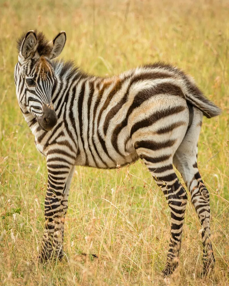 1-Day Masai Mara Road Trip - Daily Departure - Kenya safaris