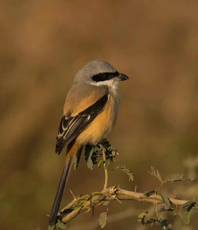 5-Day Amazing Chebera Churchura Wildlife Tour Adventure gallery image