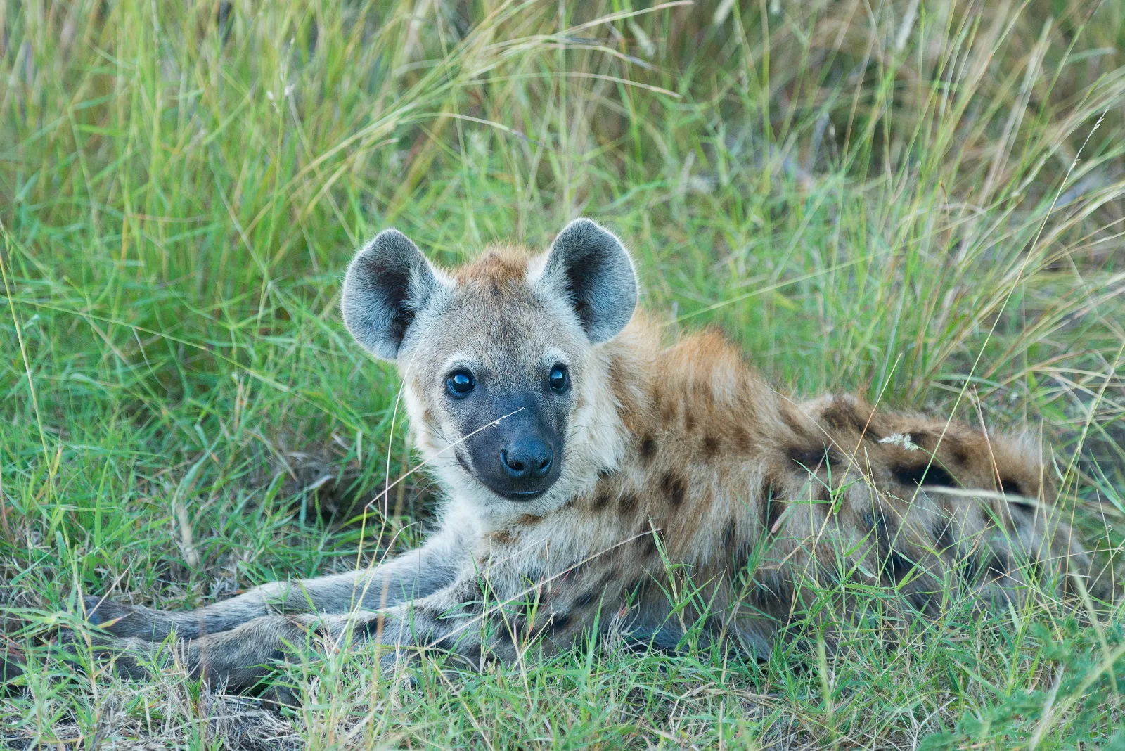 2-Day Tsavo East Safari - Taste of the Kenya Safari - Kenya tours gallery image