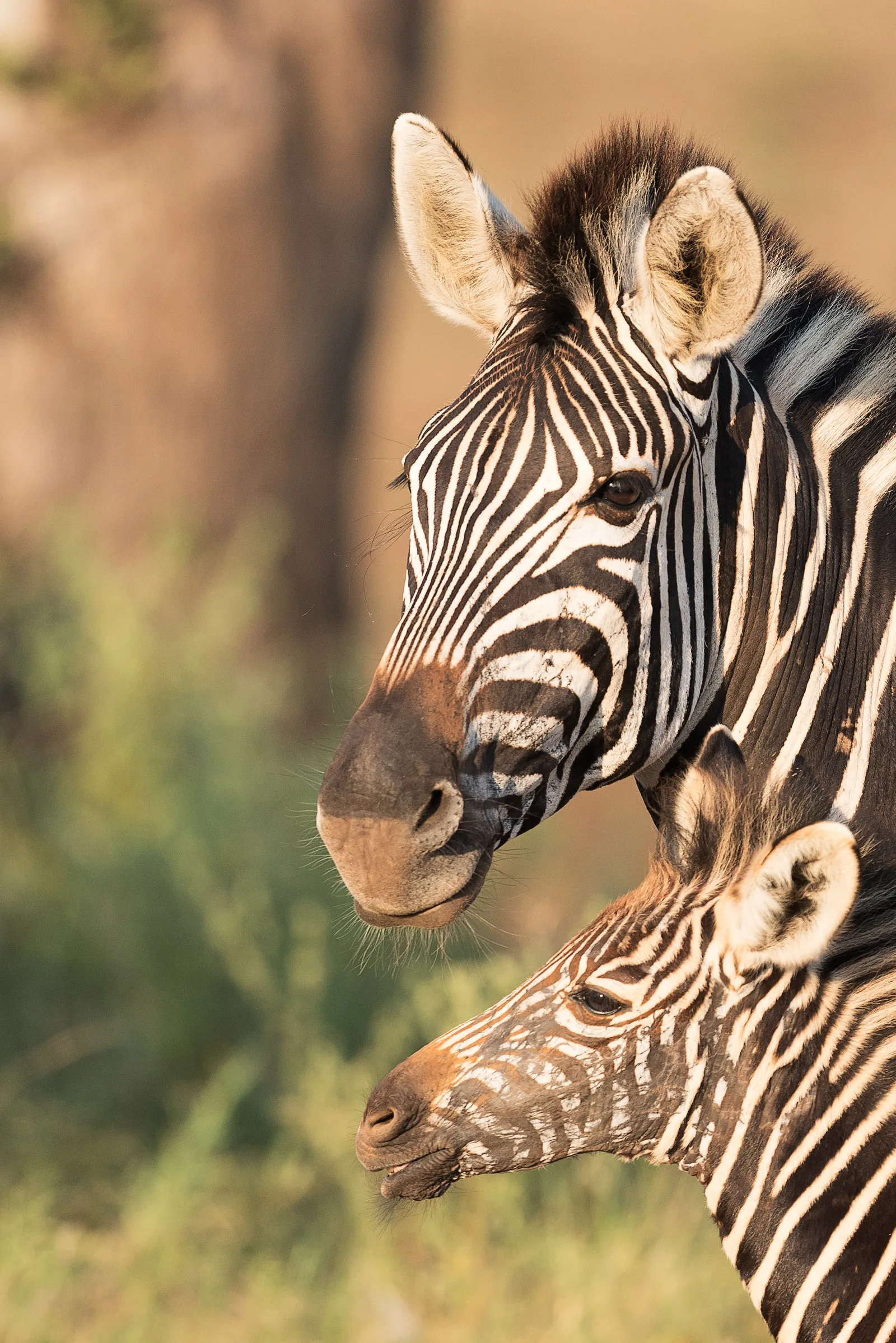 2-Day Tsavo East Safari - Taste of the Kenya Safari - Kenya tours gallery image