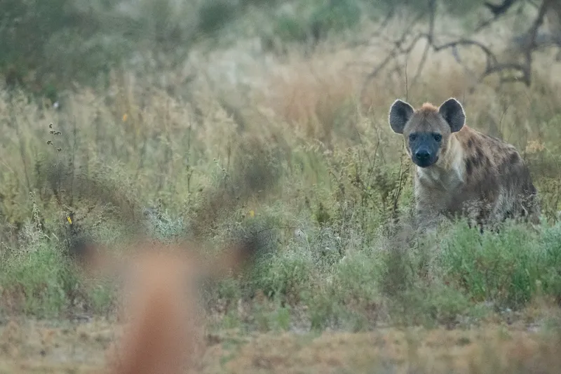 1-Day Nairobi National Park Budget Tour  - Kenya safaris