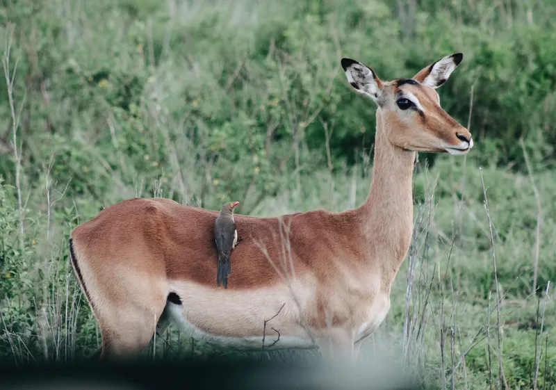 2-Day Amboseli Mid-Range Safari Tour 2025 - Kenya safaris gallery image