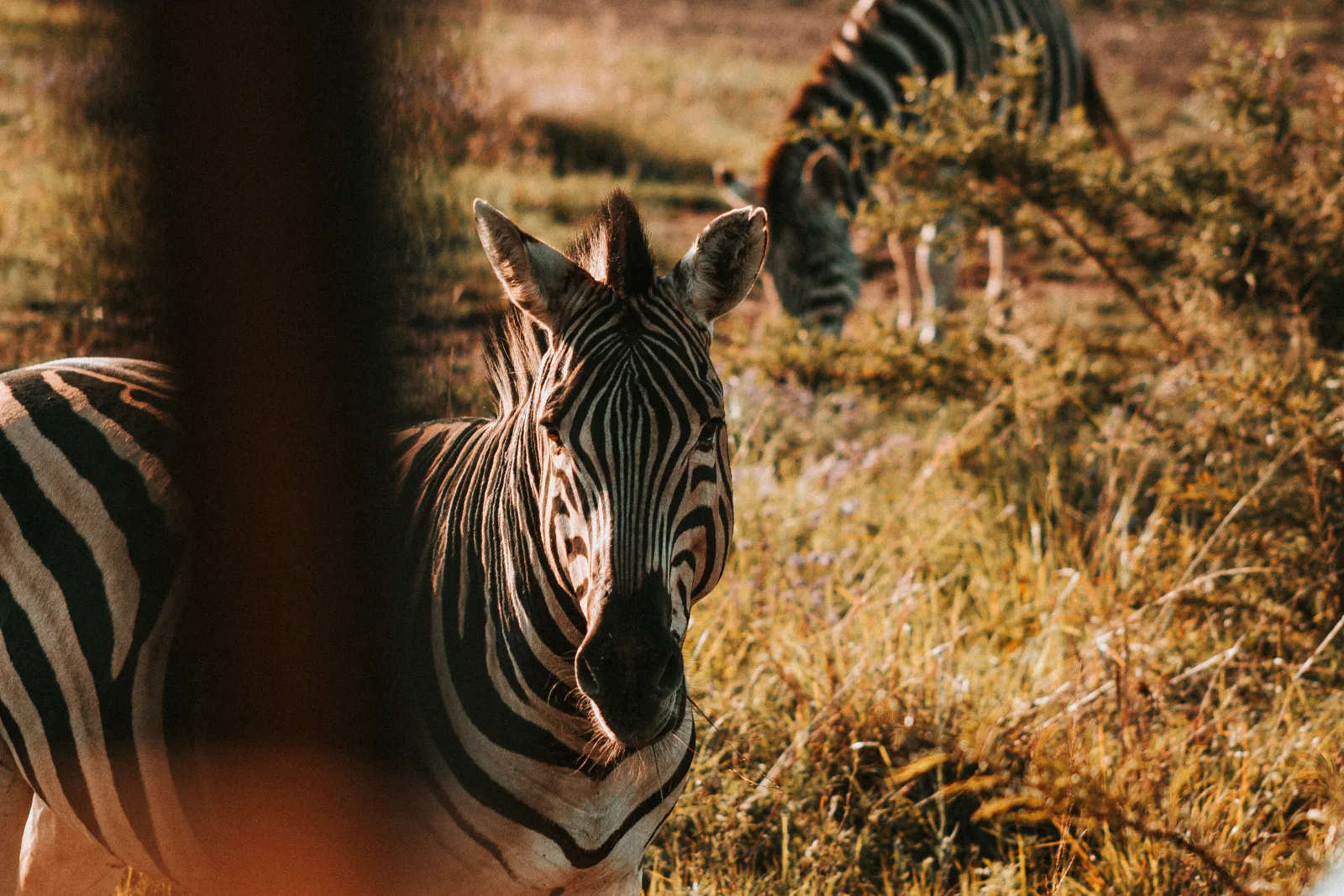 2-Day Tsavo East Safari - Taste of the Kenya Safari - Kenya tours gallery image