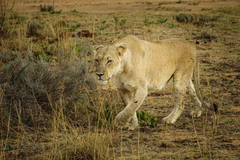 2-Day Maasai Mara Fly-in Safari - Kenya tours gallery image