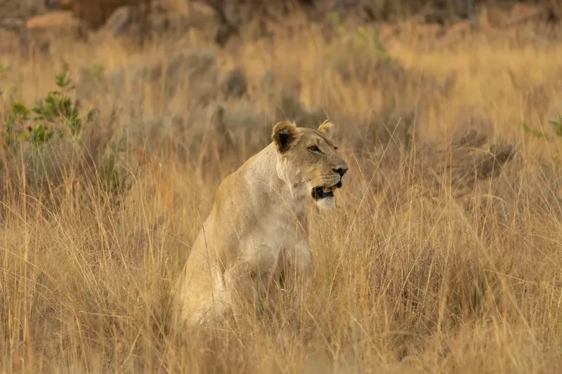 2-Day Tsavo East Safari - Taste of the Kenya Safari - Kenya tours