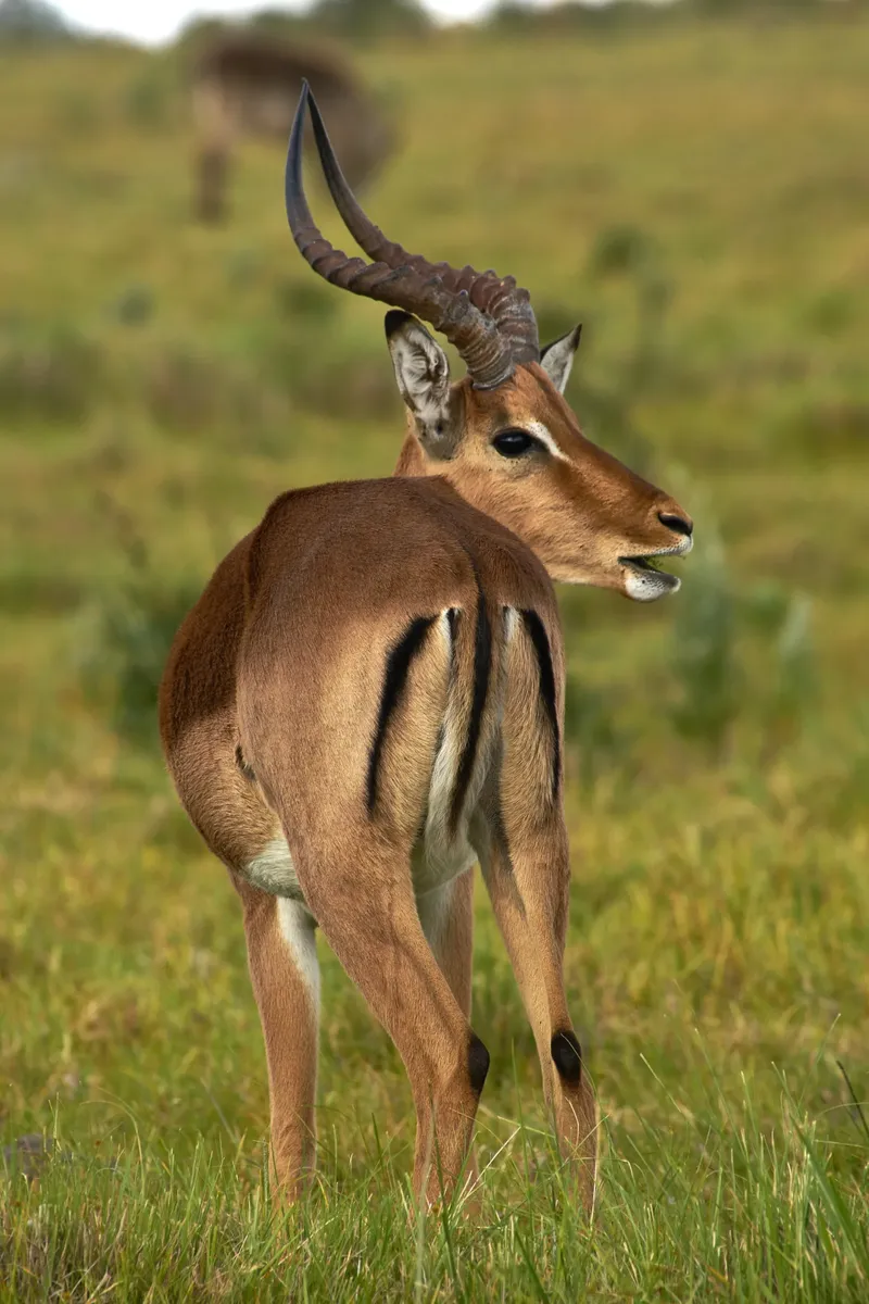 11-Day Incredible Safari & Beach Holiday - Tanzania safari gallery image