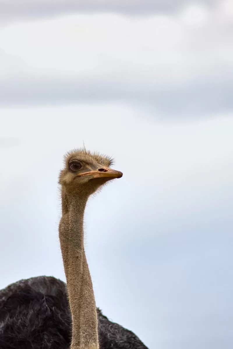 5-Day Overview of the Best of Omo Valley Tour gallery image
