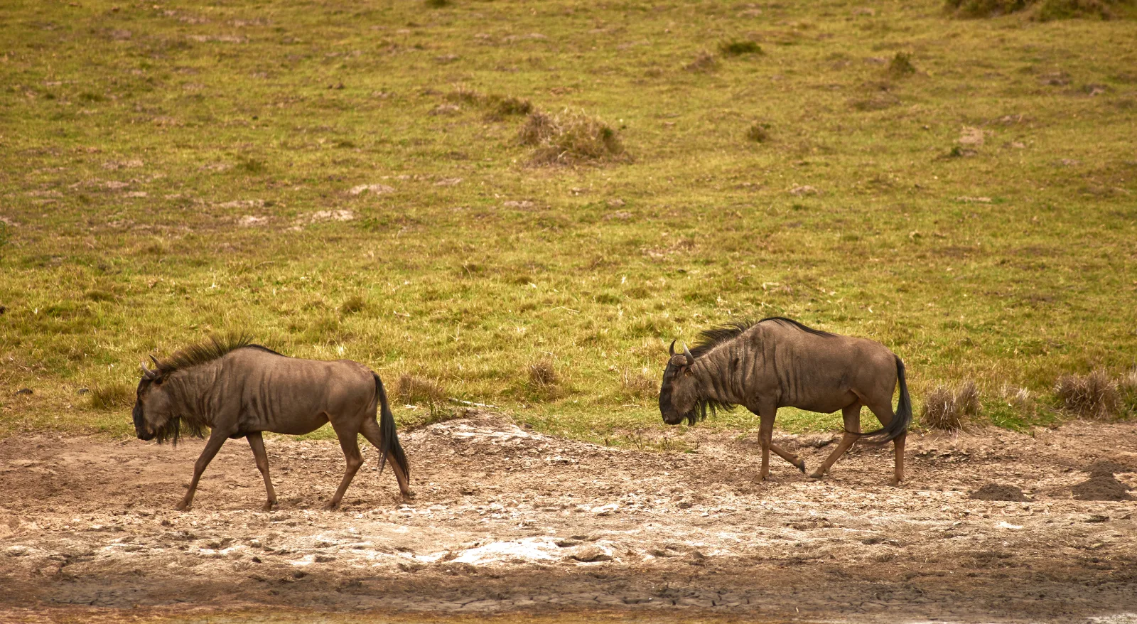 11-Day Incredible Safari & Beach Holiday - Tanzania safari gallery image