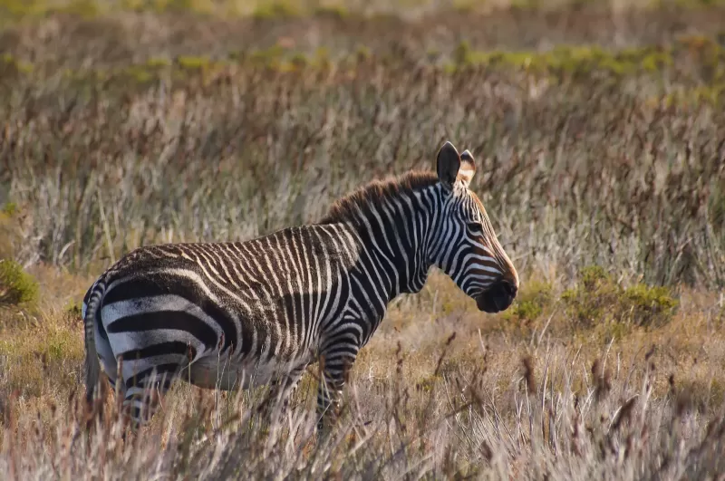 7-Day Classic Big5 Sabi Sand & Klaserie Greater Kruger gallery image