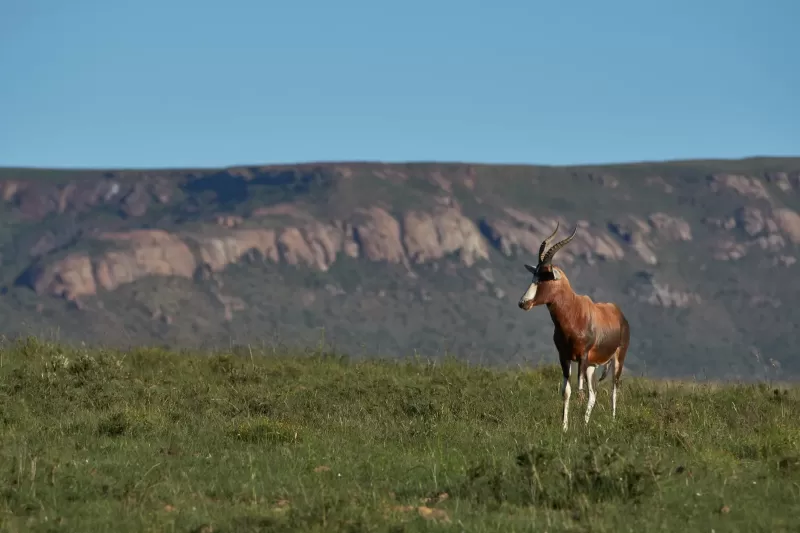 8-Day Gombe NP Chimp Trek & Culture Tour from Bujumbura gallery image