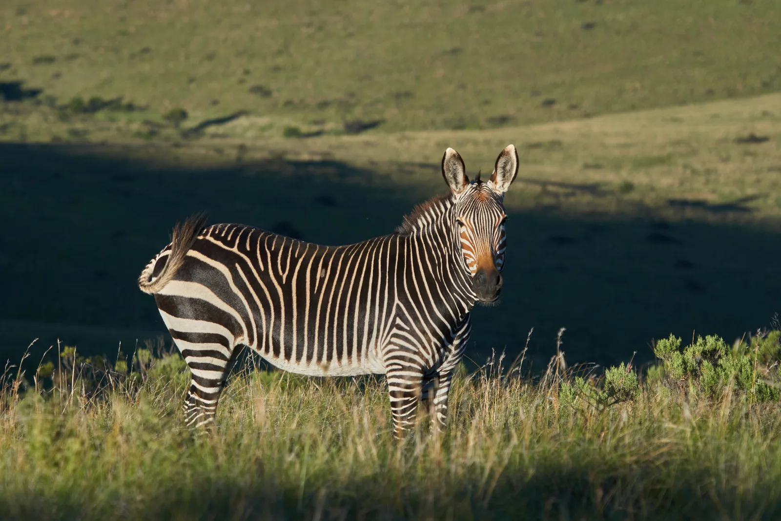 7-Day Classic Big5 Sabi Sand & Klaserie Greater Kruger gallery image