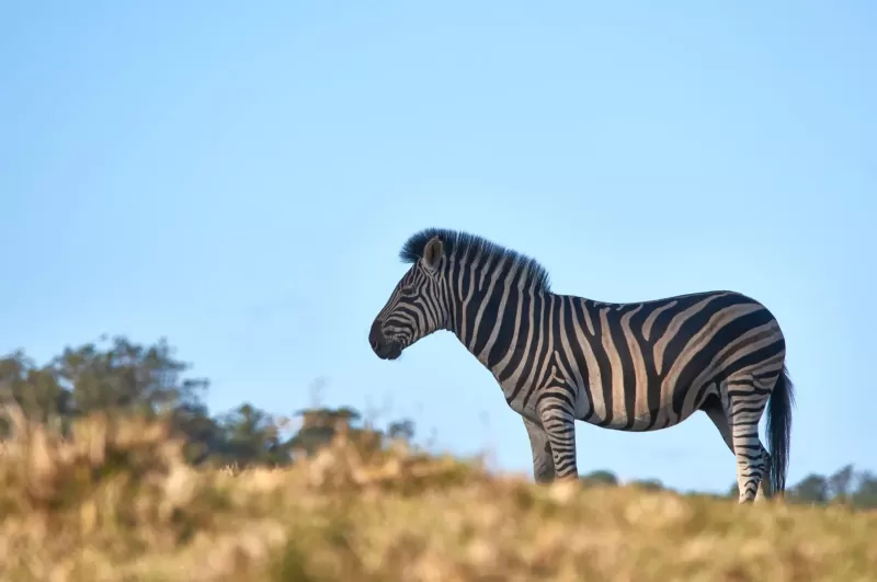 5-Day Bale Mountain Trekking Tour gallery image