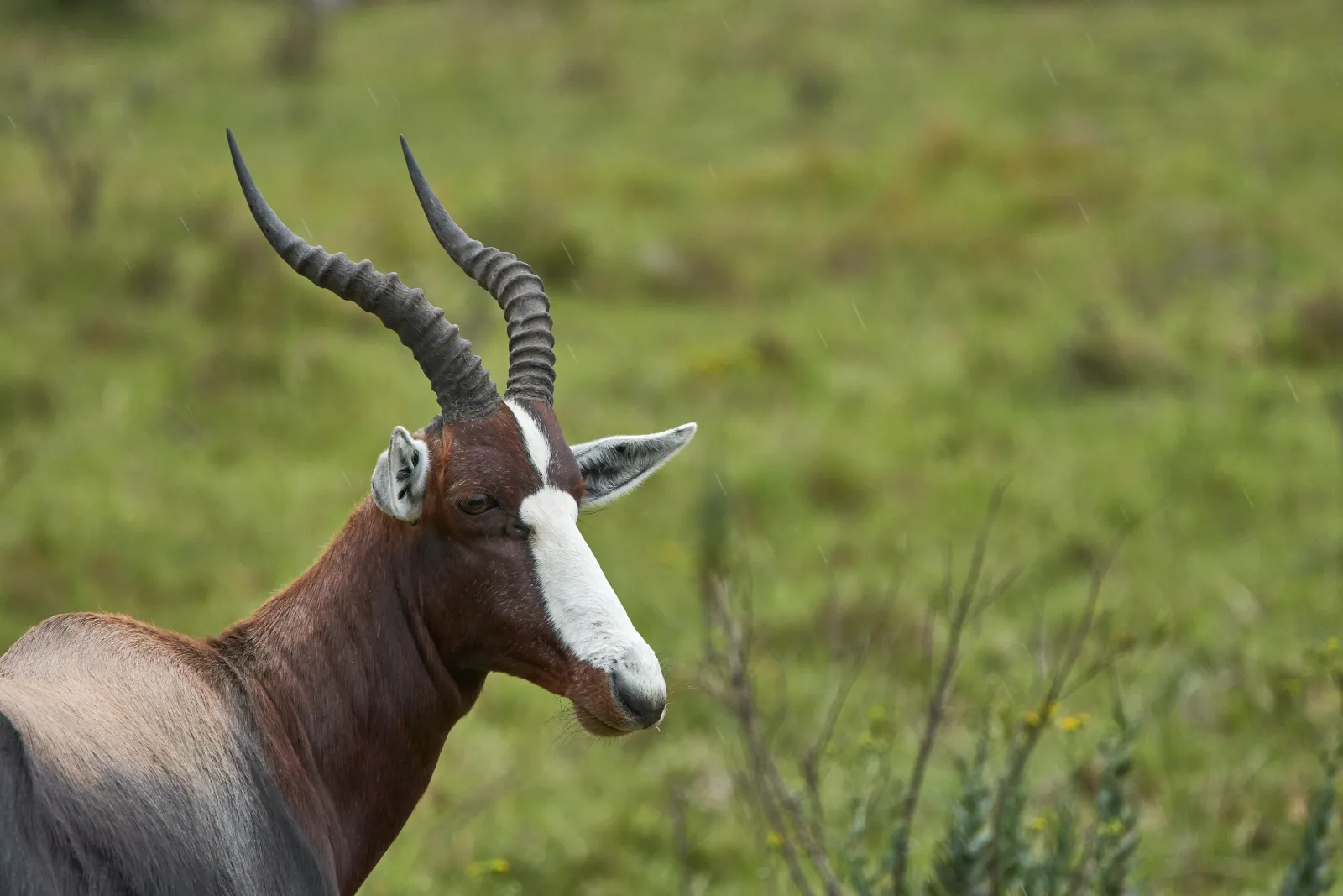 5-Day Danakil Depression and Lalibela Tour gallery image