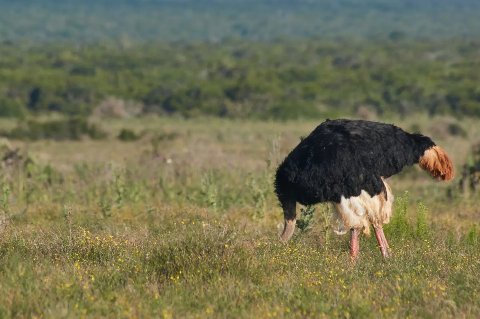 5-Day Danakil Depression and Lalibela Tour gallery image