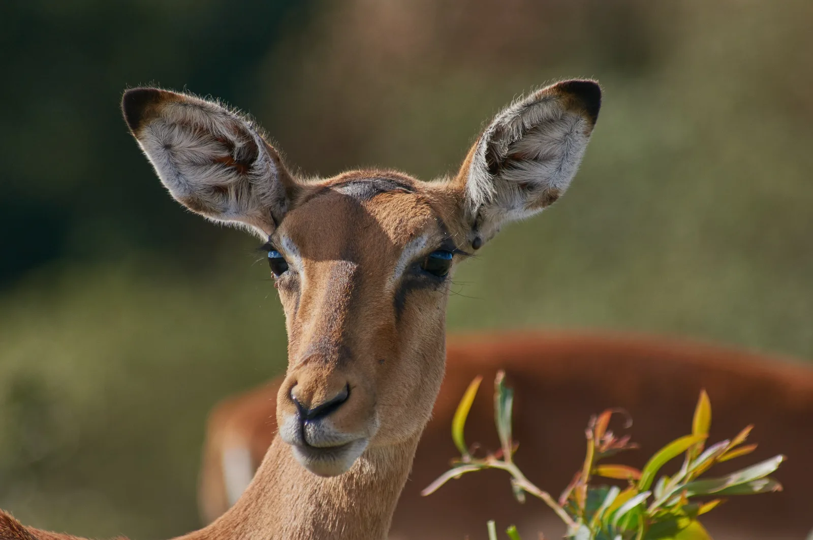 7-Day Classic Big5 Sabi Sand & Klaserie Greater Kruger gallery image