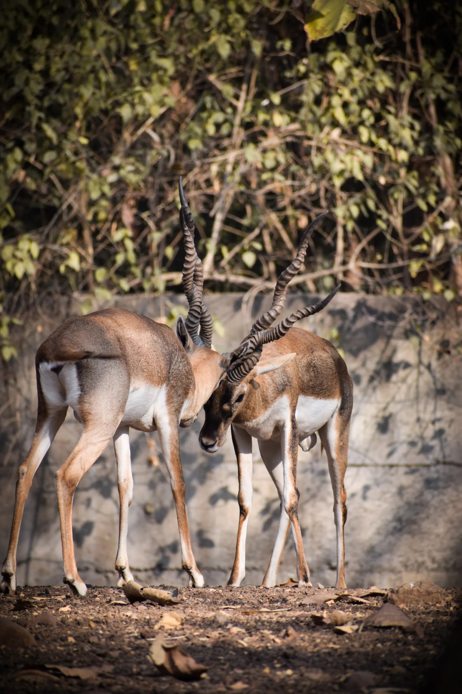 7-Day Classic Big5 Sabi Sand & Klaserie Greater Kruger gallery image