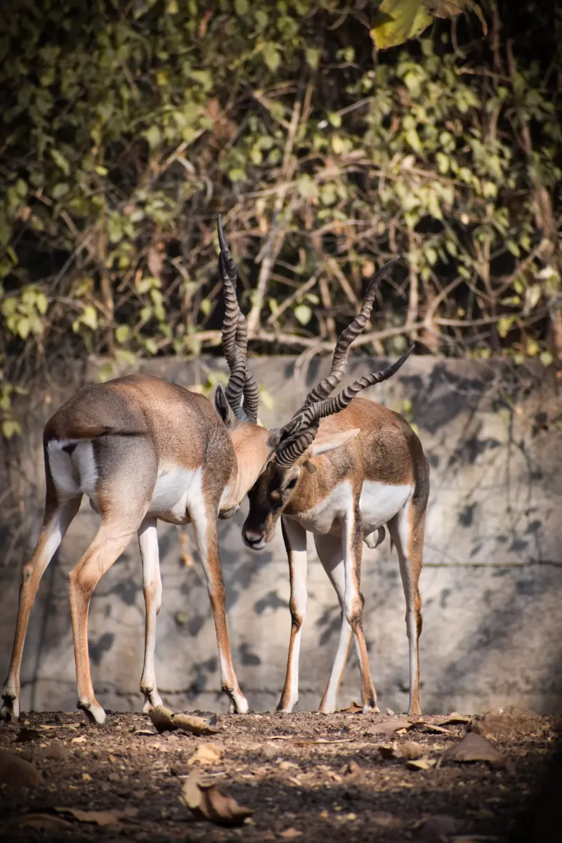 7-Day Classic Big5 Sabi Sand & Klaserie Greater Kruger gallery image