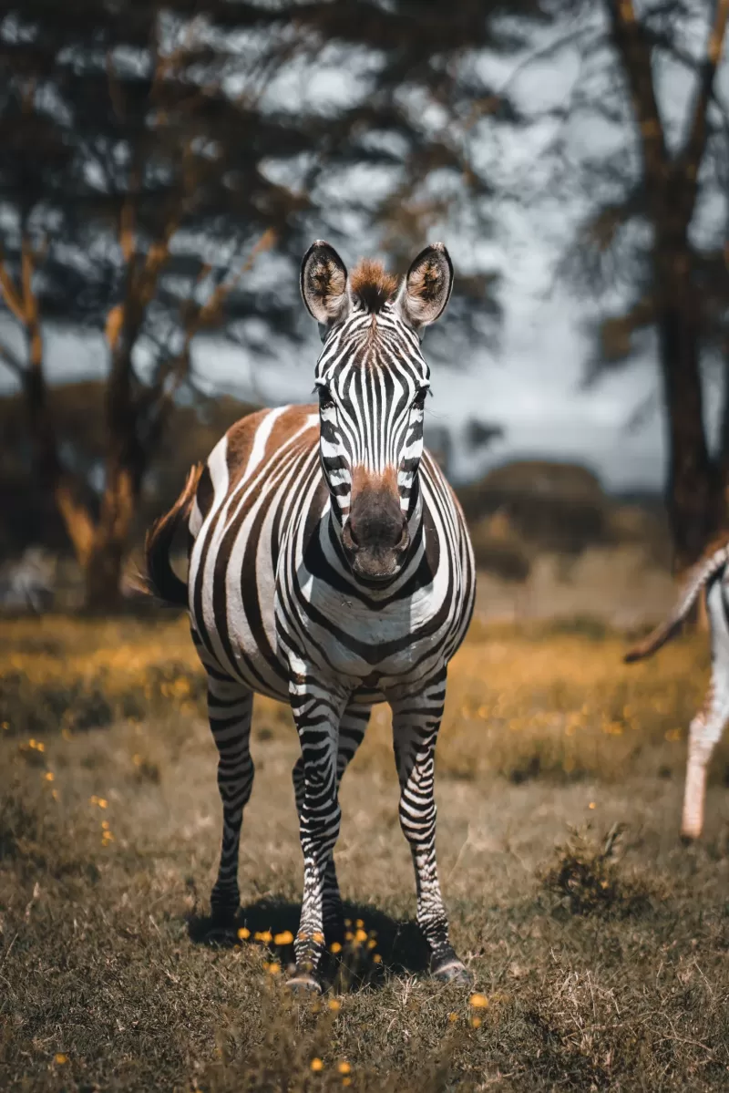7-Day Affordable Botswana & Victoria Falls gallery image