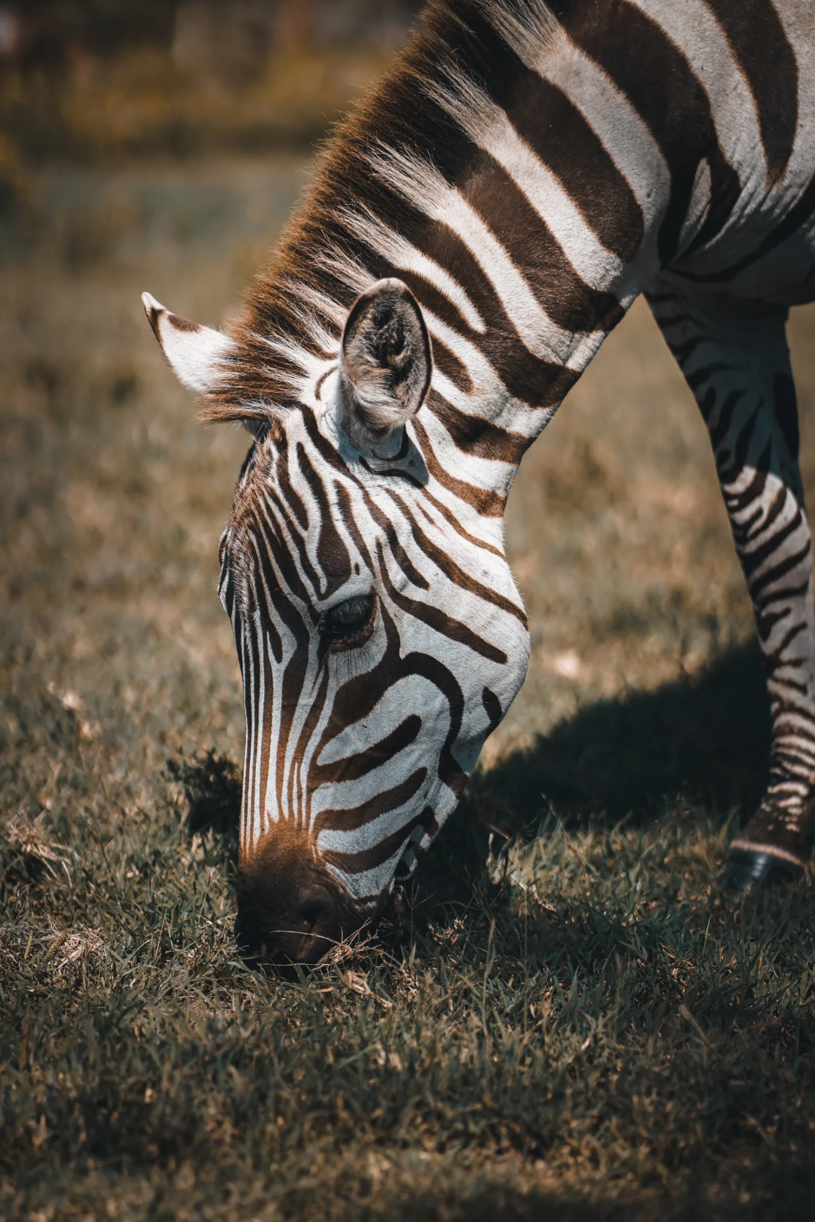 7-Day Affordable Botswana & Victoria Falls gallery image