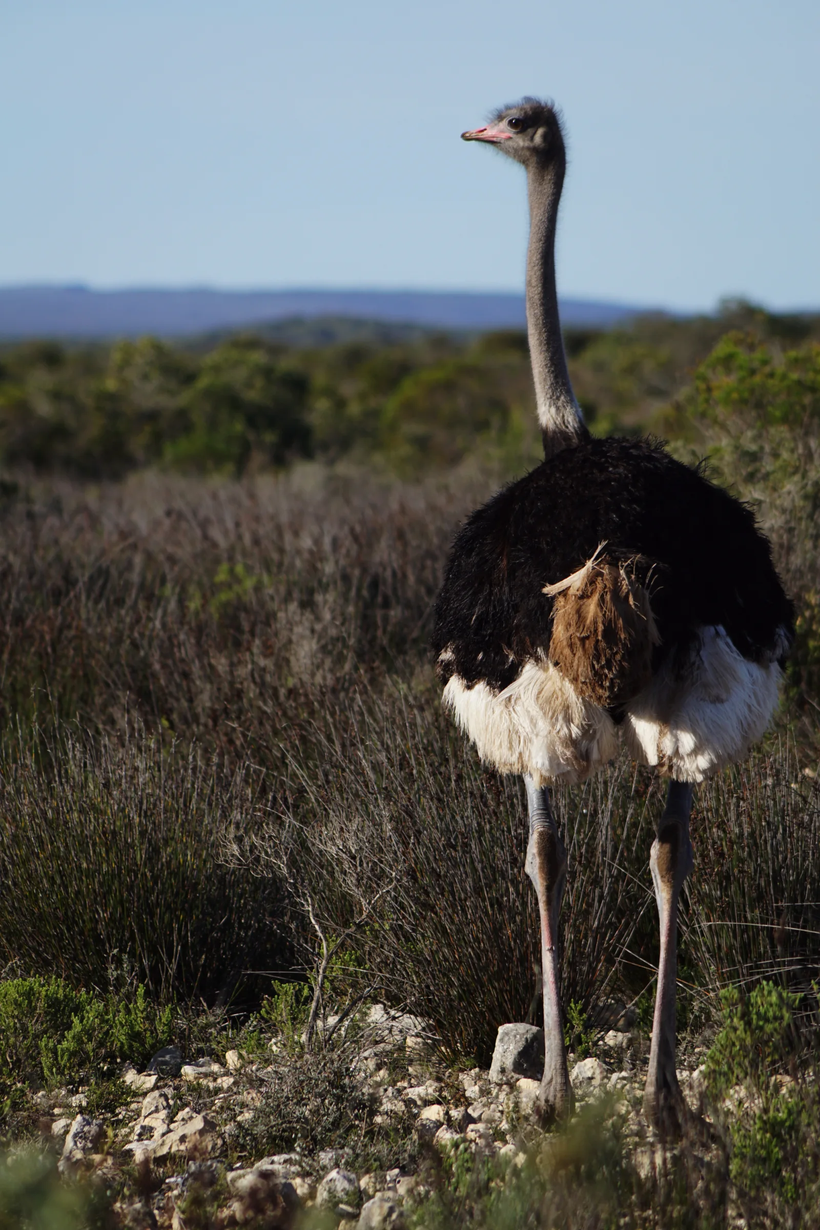 7-Day Affordable Botswana & Victoria Falls gallery image