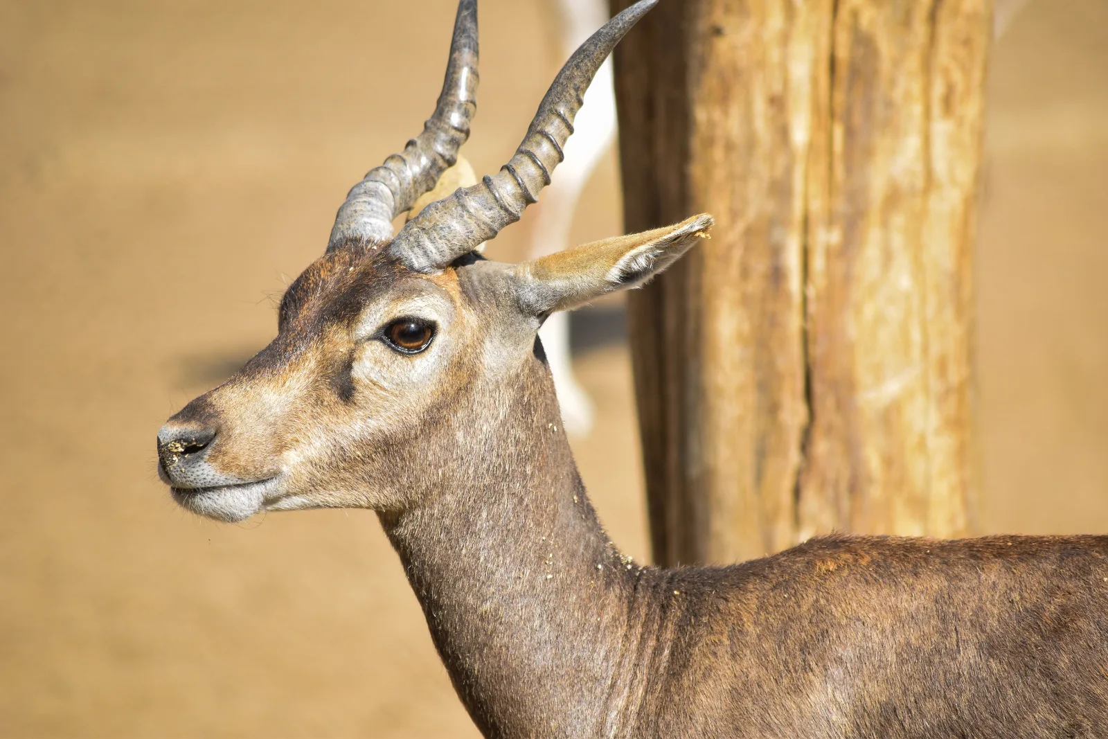 2-Day Amboseli Overnight Safari - Kenya tours gallery image