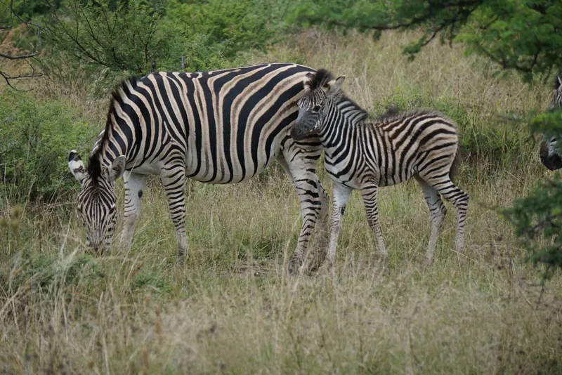 1-Day Beautiful Lake Nakuru Trip - Kenya tours gallery image