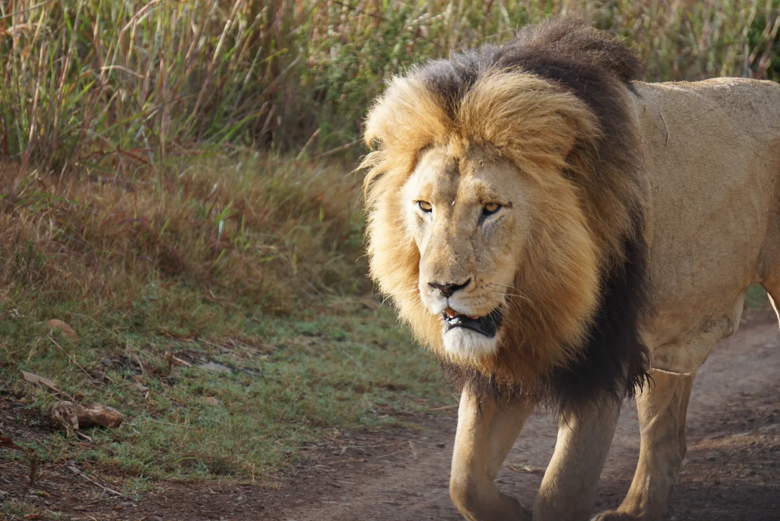 2-Day Amboseli Overnight Safari - Kenya tours gallery image