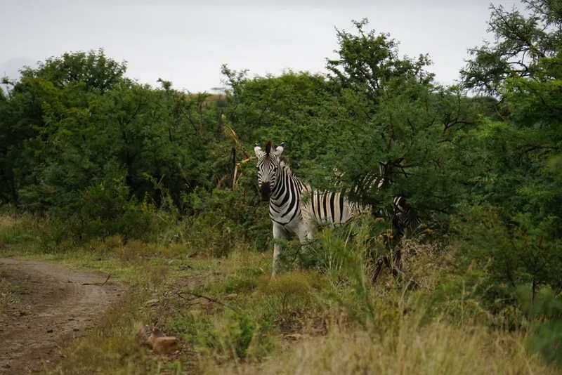 1-Day Beautiful Lake Nakuru Trip - Kenya tours gallery image