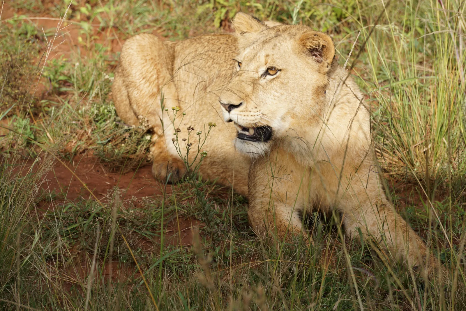 1-Day Beautiful Lake Nakuru Trip - Kenya tours gallery image
