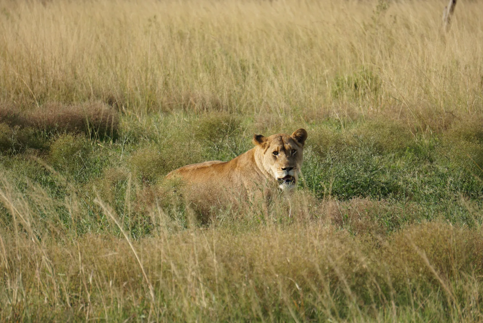 1-Day Masai Mara Road Trip - Daily Departure - Kenya safaris gallery image