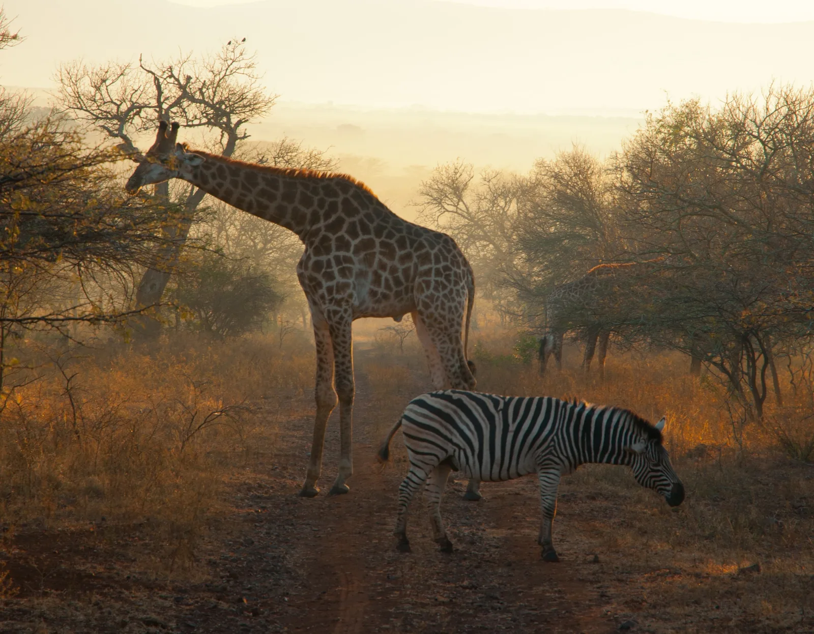2-Day Amboseli Overnight Safari - Kenya tours gallery image