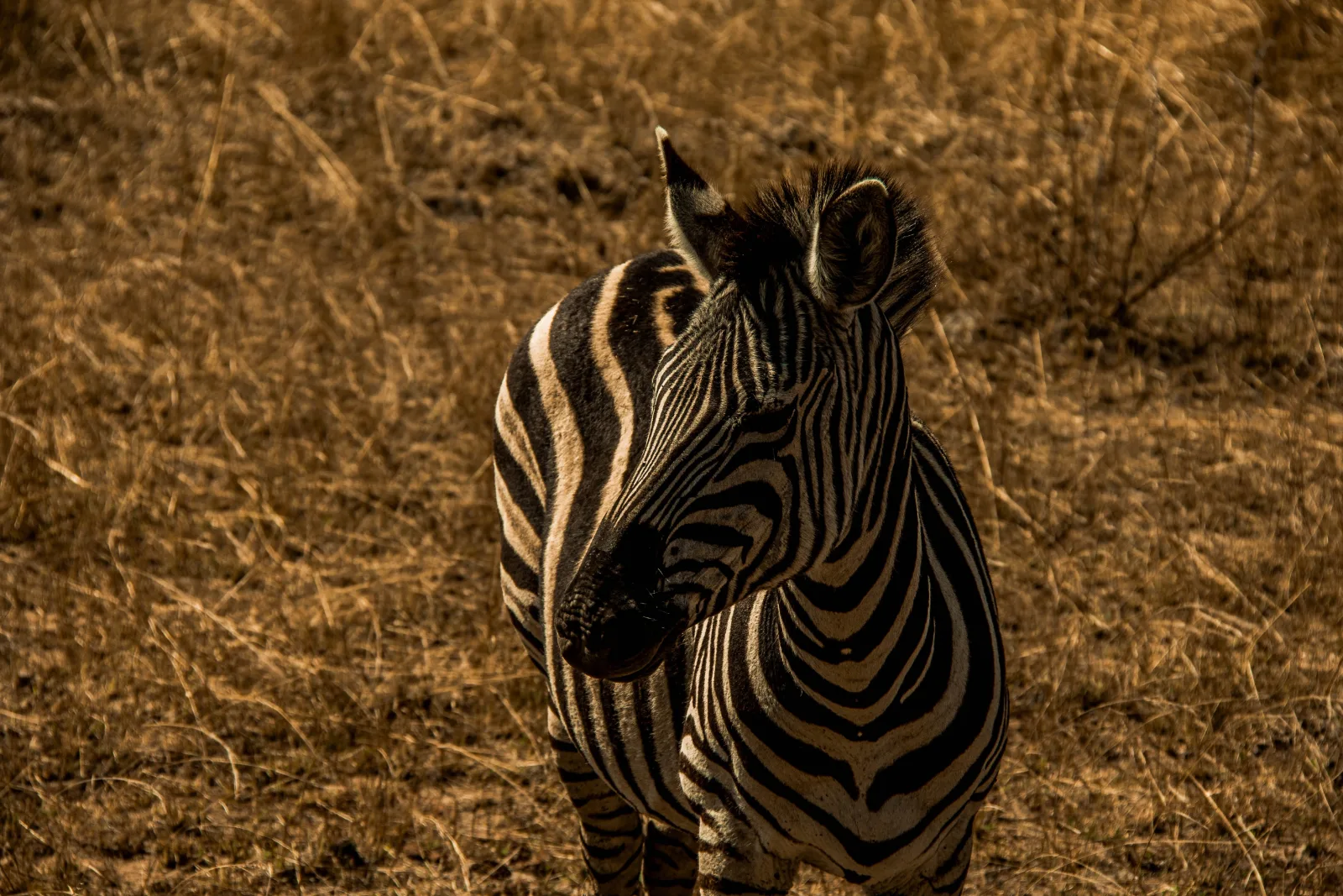 7-Day Kruger Park to Victoria Falls & Chobe Park gallery image