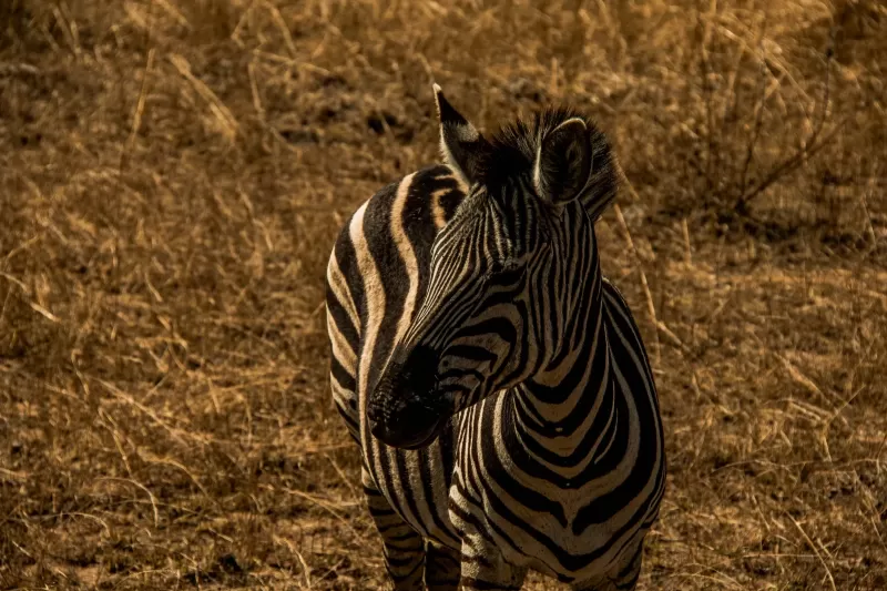 7-Day Kruger Park to Victoria Falls & Chobe Park gallery image