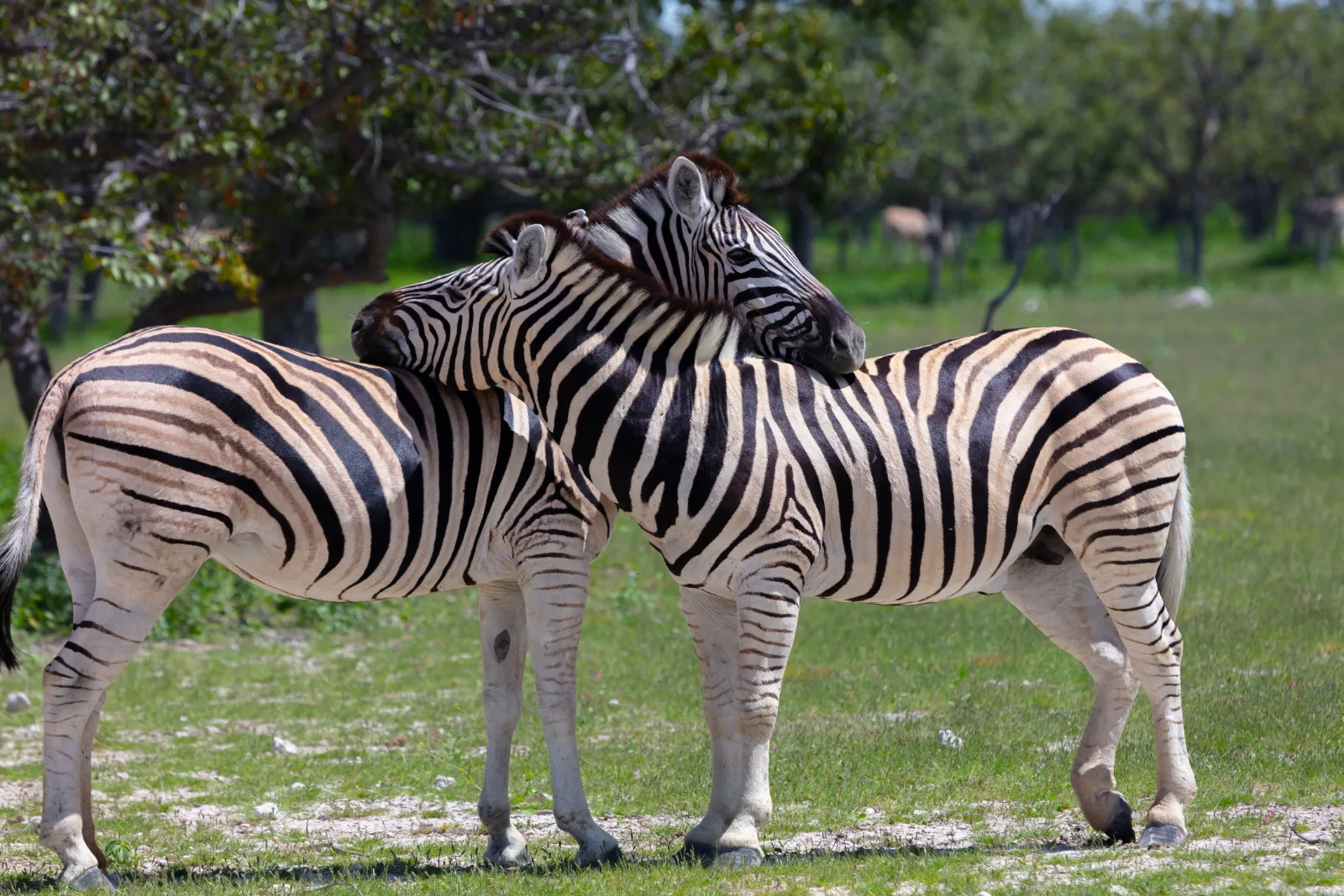 5-Day Rift Valley Lakes Tour gallery image