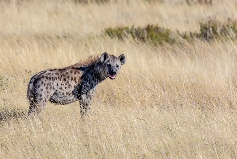 1-Day Masai Mara Road Trip - Daily Departure - Kenya safaris gallery image