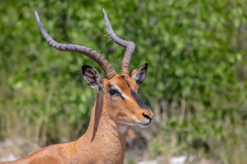 5-Day Rift Valley Lakes Tour gallery image