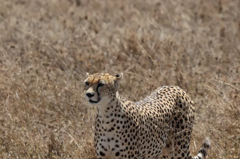 2-Day Nairobi Wildlife and Cultural Experience - Kenya tours gallery image