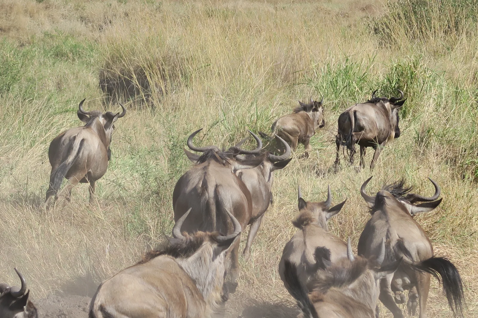2-Day Maasai Mara Fly-in Safari - Kenya tours gallery image