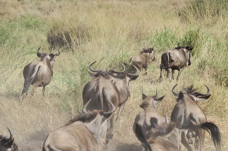 2-Day Maasai Mara Fly-in Safari - Kenya tours gallery image
