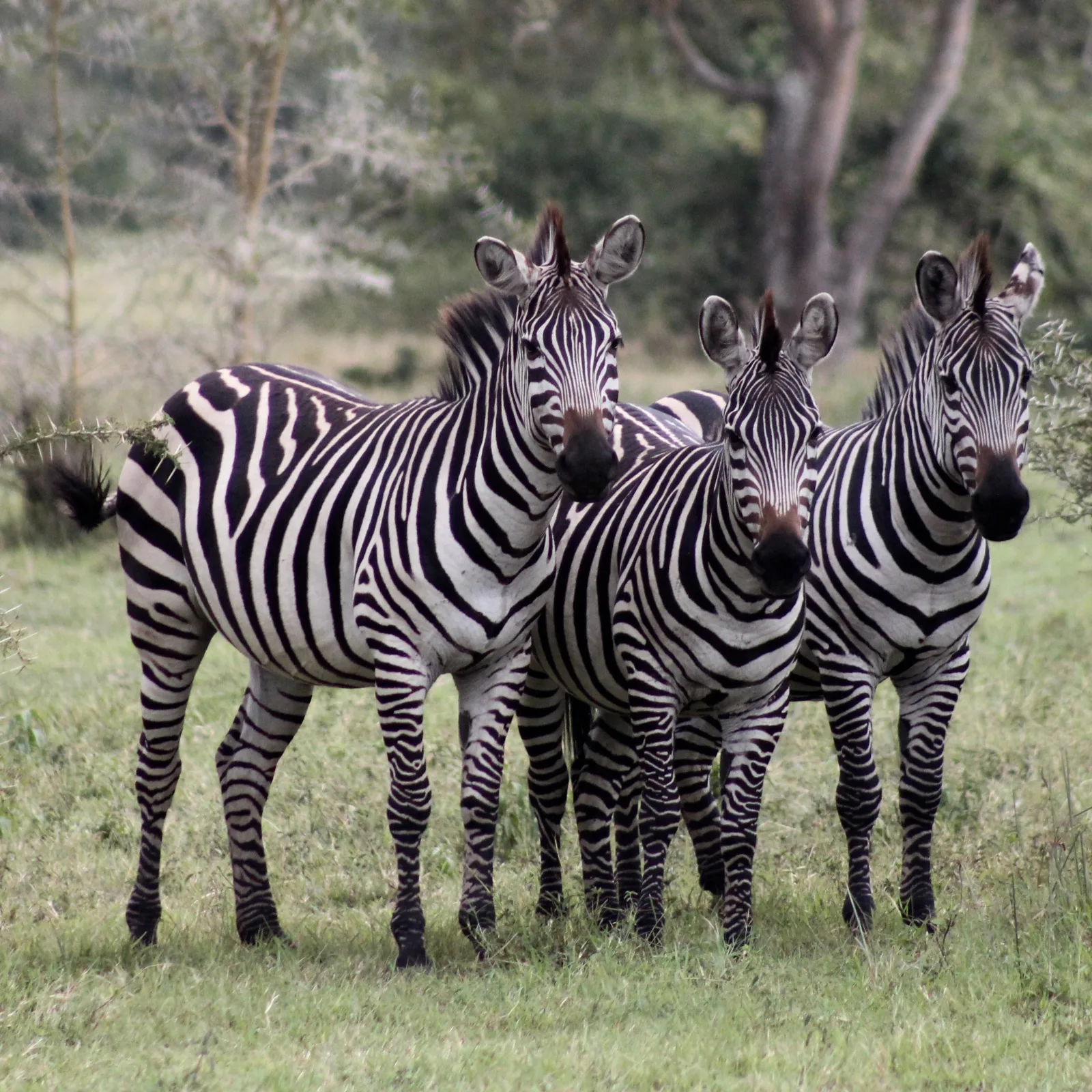 2-Day Nairobi Wildlife and Cultural Experience - Kenya tours gallery image
