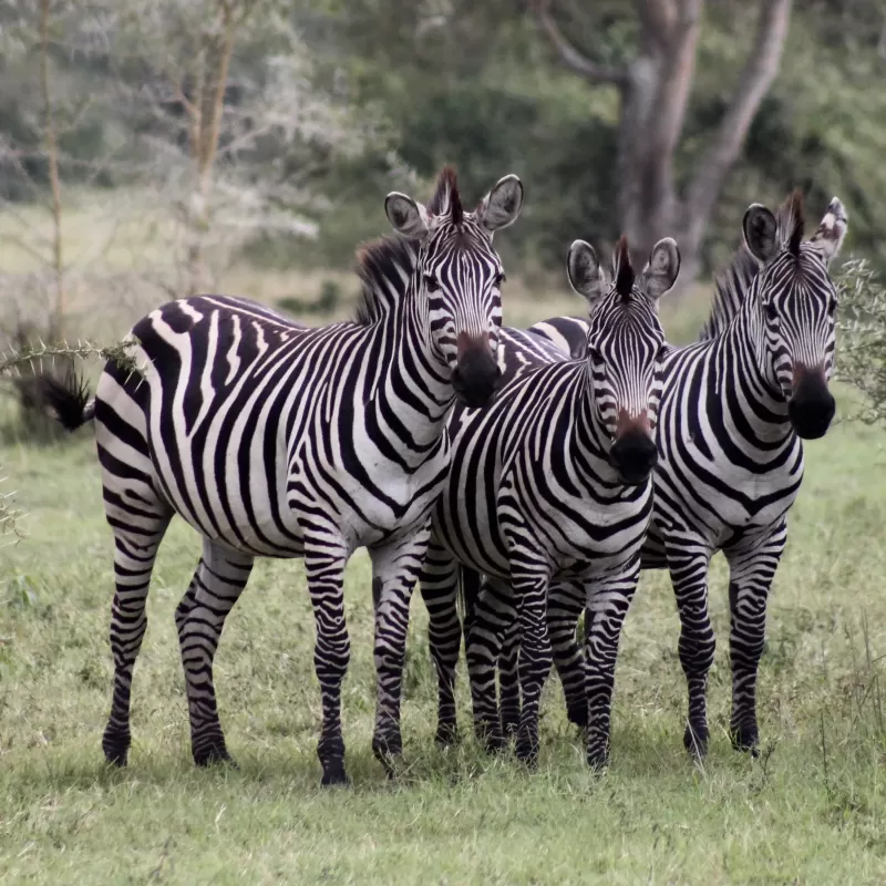 8-Day Discover the Heart of Africa Burundi gallery image