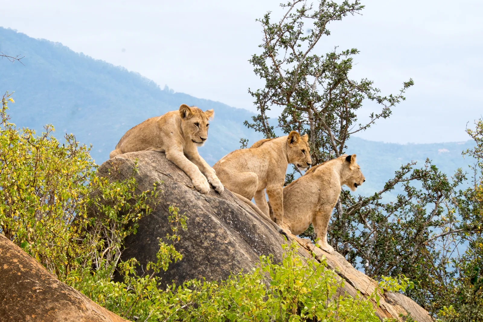 4-Day Amazing Tarangire Serengeti and Ngorongoro - Tanzania safari gallery image