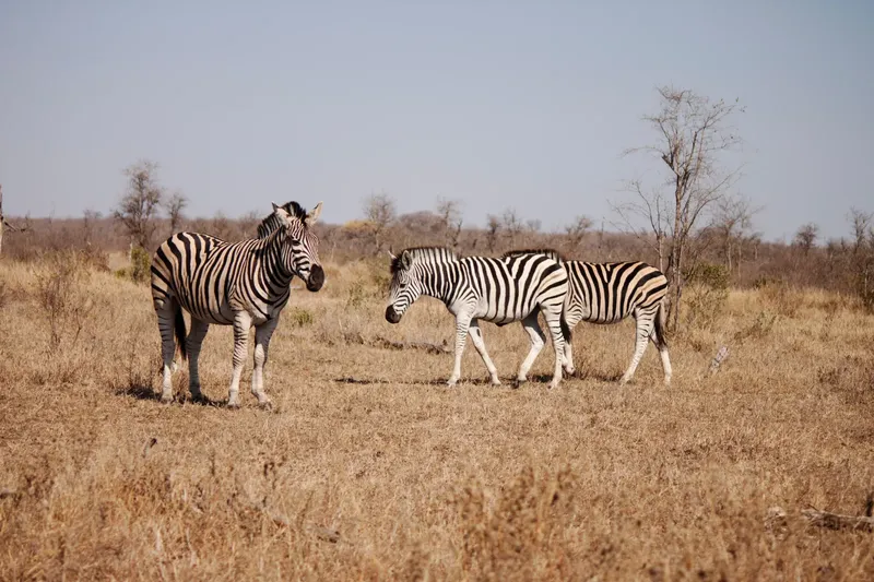 2-Day Nairobi Wildlife and Cultural Experience - Kenya tours gallery image