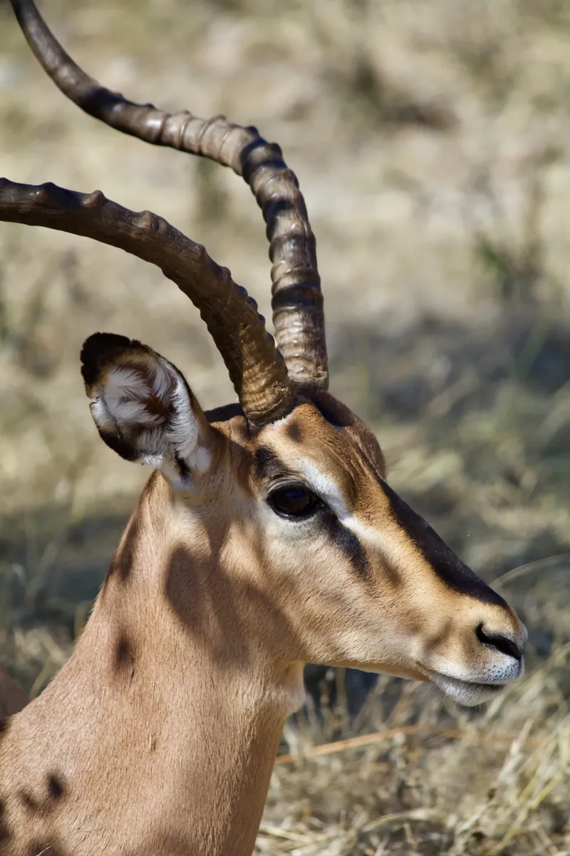 2-Day Tsavo East Safari Adventure from Mombasa - Kenya safaris gallery image