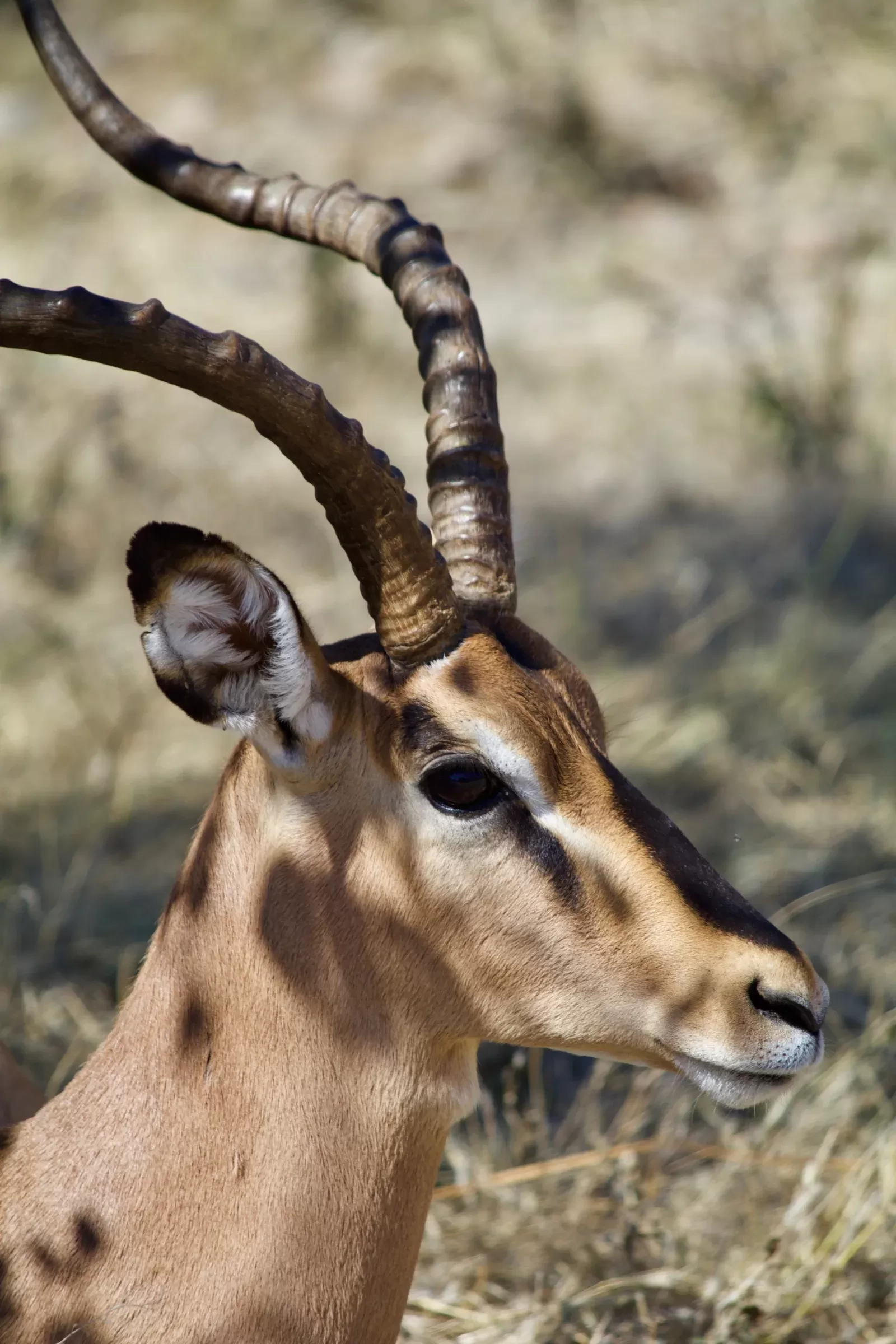 7-Day Private Kruger Camping Safari hero photo