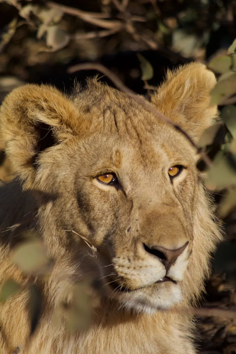 2-Day Nairobi Wildlife and Cultural Experience - Kenya tours gallery image