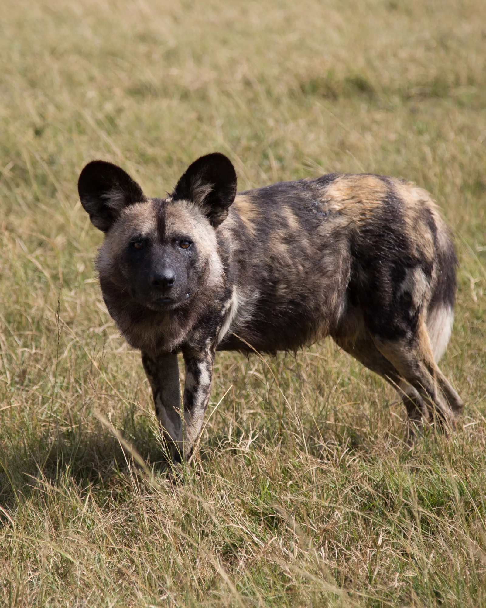 2-Day Tsavo East Safari Adventure from Mombasa - Kenya safaris gallery image
